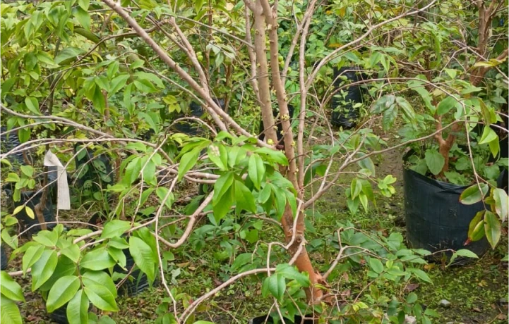 frutiferas_1